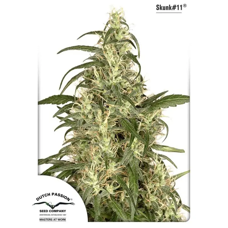 SKUNK NO-11 DUTCH PASSION