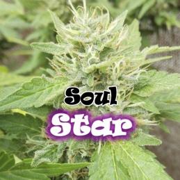 SOUL STAR