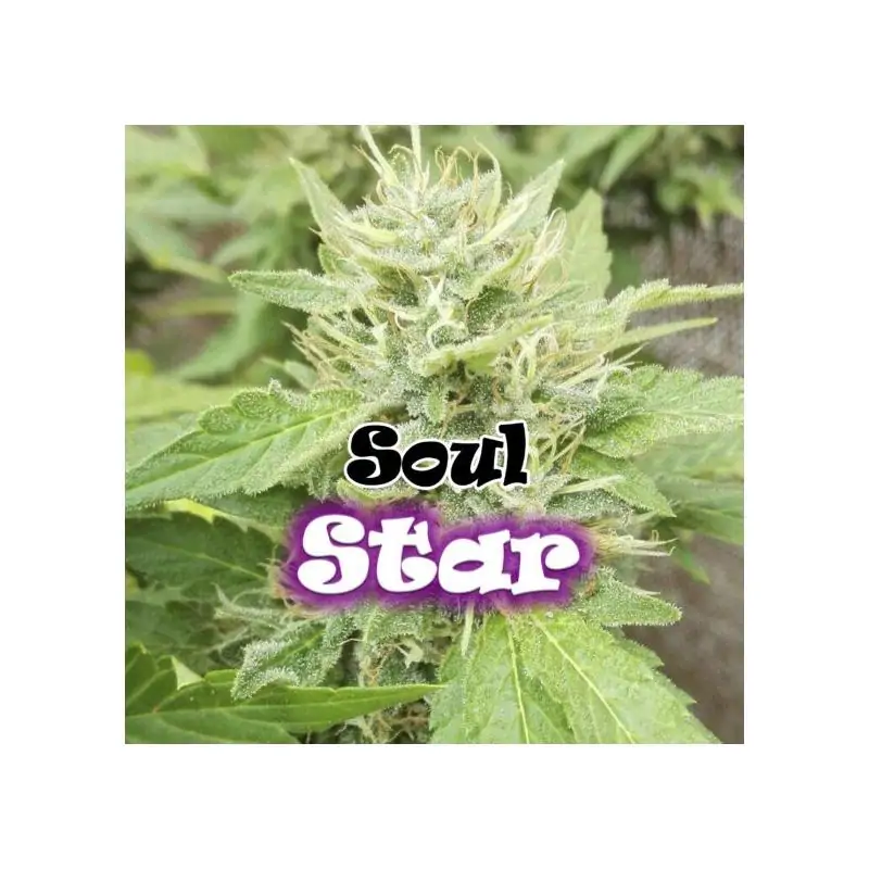 SOUL STAR