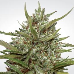 Auto White Berry