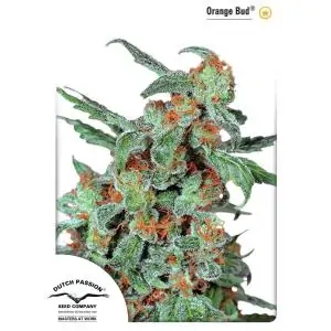 ORANGE BUD DUTCH PASSION