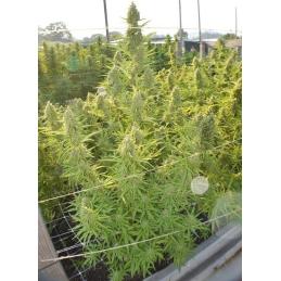 Auto Malawi x Northern Lights ACE SEEDS