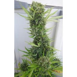 AUTO ZAMALDELICA ACE SEEDS