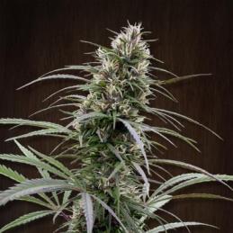 Congo Feminizada ACE SEEDS