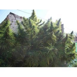GOLDEN TIGER ACE SEEDS