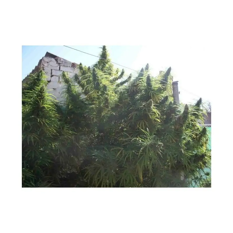GOLDEN TIGER ACE SEEDS