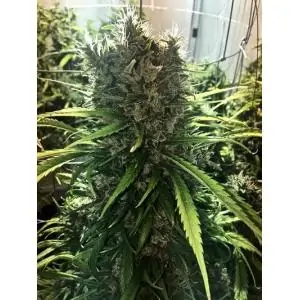 GOLDEN TIGER ACE SEEDS