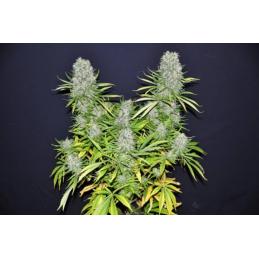 MALAWI ACE SEEDS