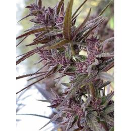 PANAMA HAZE FEMINIZADA ACE SEEDS