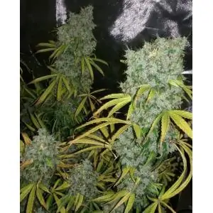 ZAMALDELICA FEMINIZADA ACE SEEDS