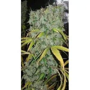 ZAMALDELICA FEMINIZADA ACE SEEDS