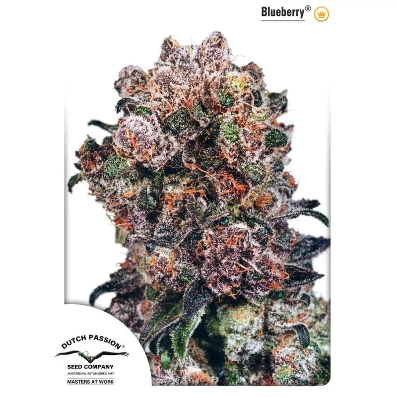 Blueberry DUTCH PASSION