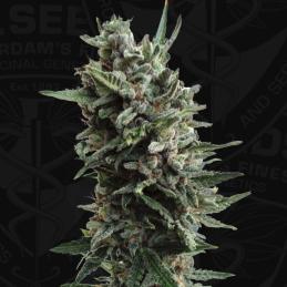 Auto Critical Hog TH SEEDS