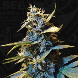 Auto Northern Hog TH SEEDS