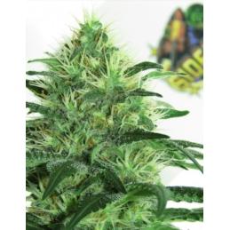 Sideral RIPPER SEEDS