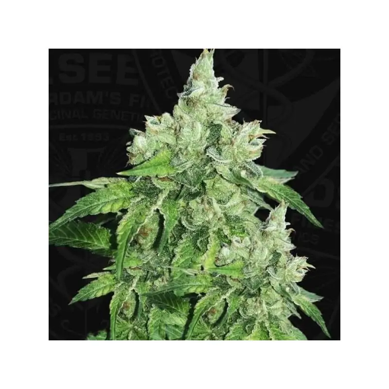 Citron Givre TH SEEDS