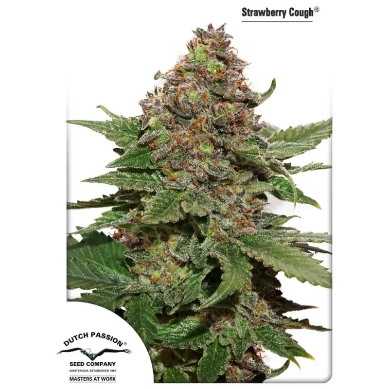 STRAWBERRY COUGH DUTCH PASSION