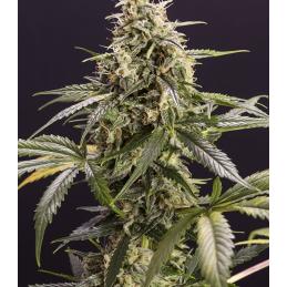 Chem Bomb Auto - Humboldt - Sativagrowshop.com