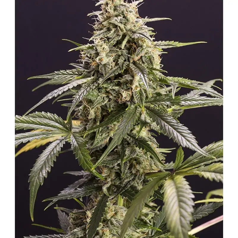 Chem Bomb Auto - Humboldt - Sativagrowshop.com