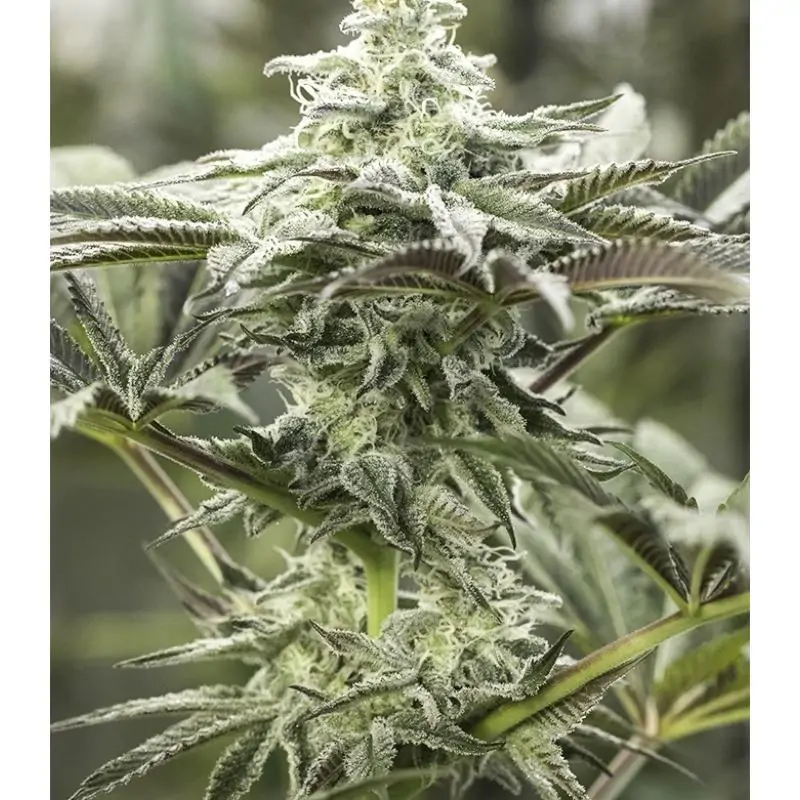 Lemon Citron - Humboldt - Sativagrowshop.com