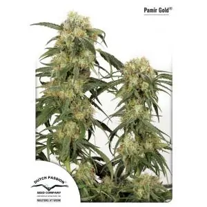 PAMIR GOLD DUTCH PASSION