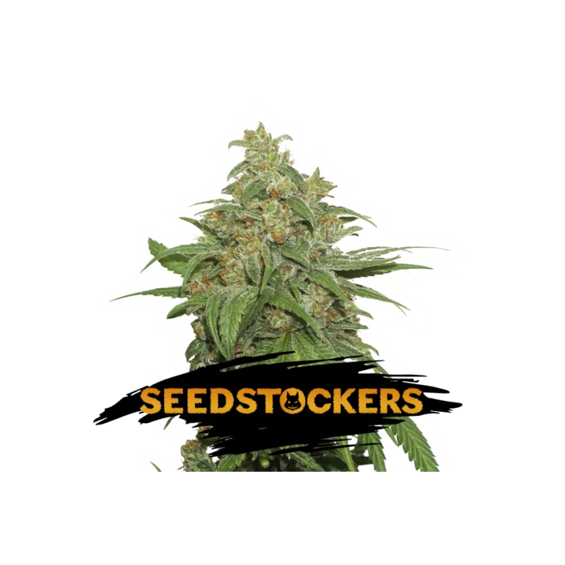 AK 420 - Sativagrowshop.com