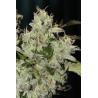Fire Afghan Cookies - Mamiko Seeds - Sativagrowshop.com