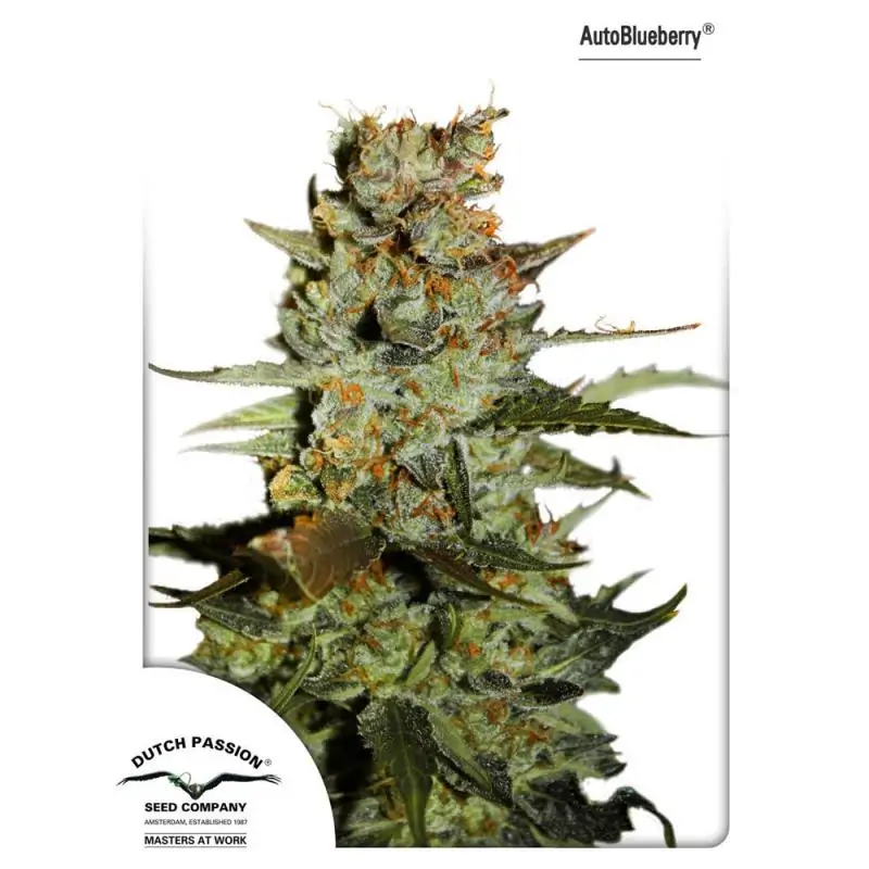 Auto Blueberry DUTCH PASSION