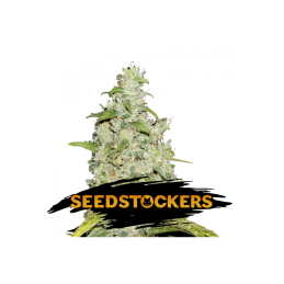 Amnesia SeedStockers - Sativagrowshop.com