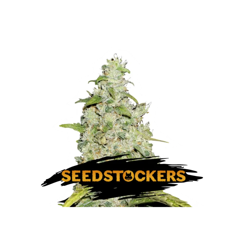 Amnesia SeedStockers - Sativagrowshop.com