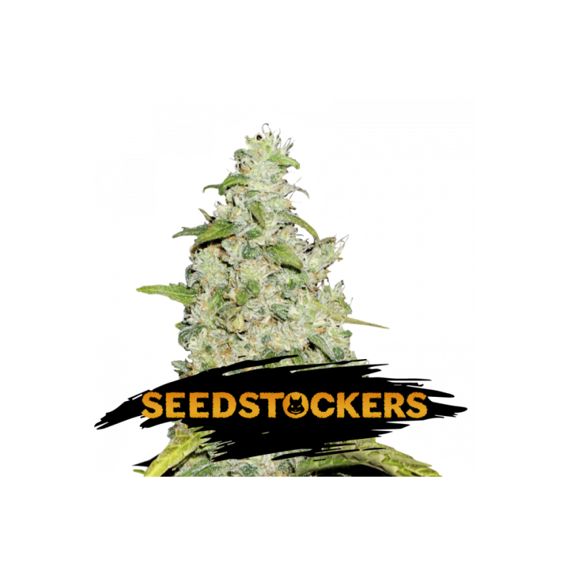 Amnesia Auto SeedStockers - Sativagrowshop.com Amnesia Auto SeedStockers - Sativagrowshop.com