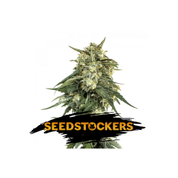 BCN Critical XXL Auto SeedStockers - Sativagrowshop.com