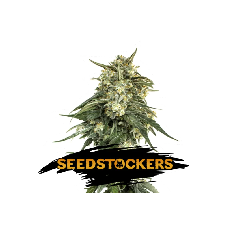BCN Critical XXL Auto SeedStockers - Sativagrowshop.com
