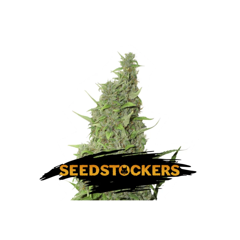 BCN Power Plant SeedStockers - Sativagrowshop.com