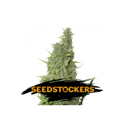 BCN Power Plant Auto SeedStockers - Sativagrowshop.com