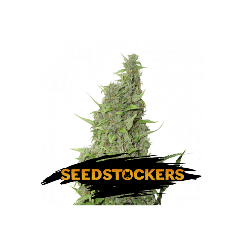 BCN Power Plant Auto SeedStockers - Sativagrowshop.com BCN Power Plant Auto SeedStockers - Sativagrowshop.com