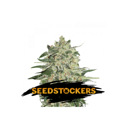 Big Bud SeedStockers - Sativagrowshop.com