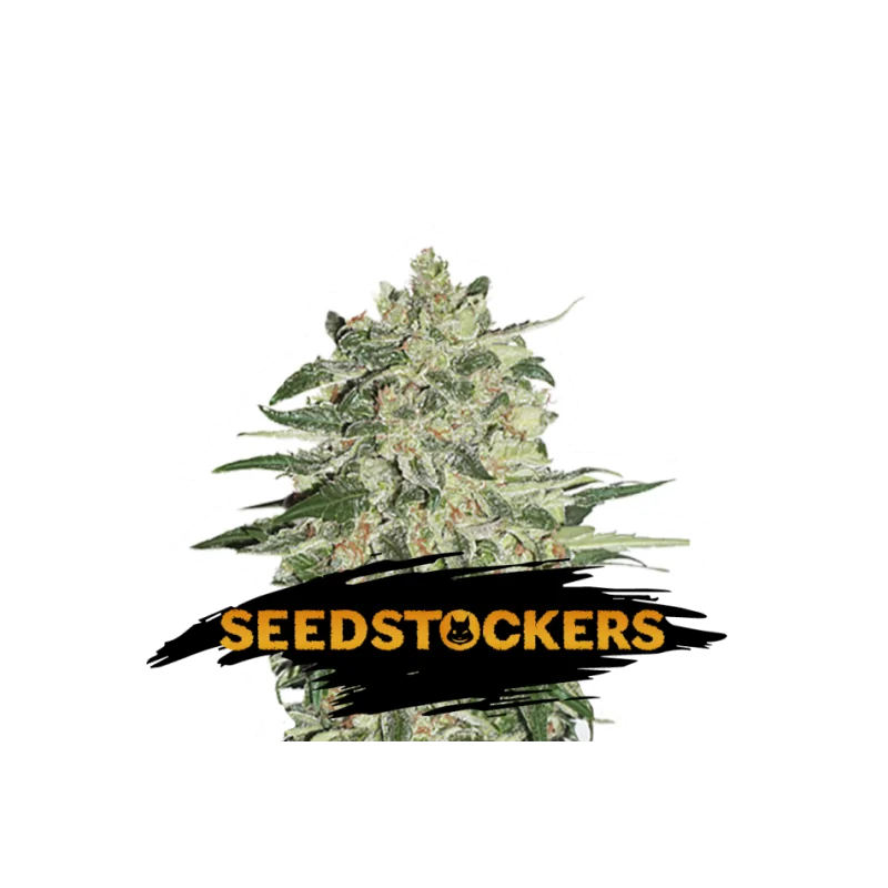 Big Bud SeedStockers - Sativagrowshop.com