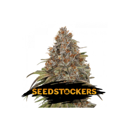 BLACKBERRY GUM SeedStockers - Sativagrowshop.com