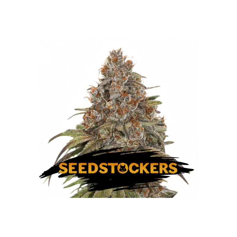 BLACKBERRY GUM SeedStockers - Sativagrowshop.com