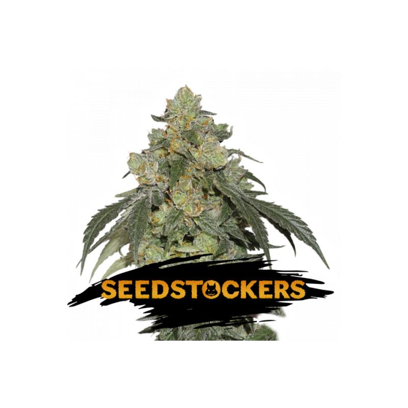 COOKIES AND CREAM SeedStockers - Sativagrowshop.com