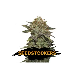 FRUIT CAKE SeedStockers - Sativagrowshop.com