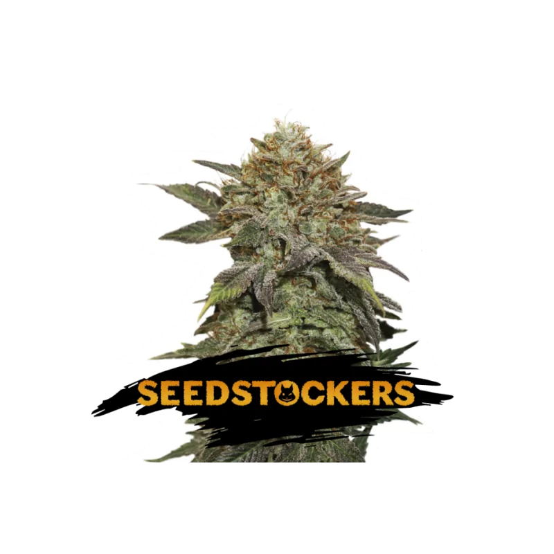 FRUIT CAKE SeedStockers - Sativagrowshop.com