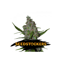 GELATO 41 FAST FEM SeedStockers - Sativagrowshop.com