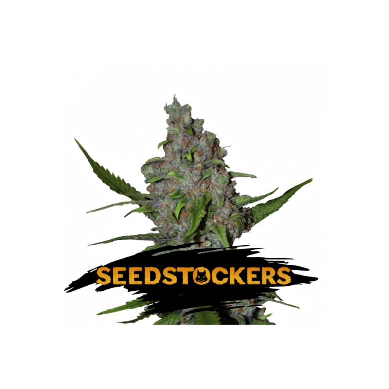 GELATO 41 FAST FEM SeedStockers - Sativagrowshop.com