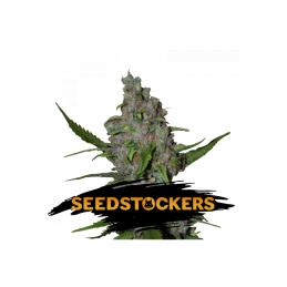 GELATO 41 AUTO SeedStockers - Sativagrowshop.com