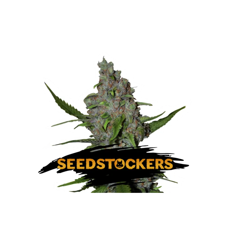 GELATO 41 AUTO SeedStockers - Sativagrowshop.com