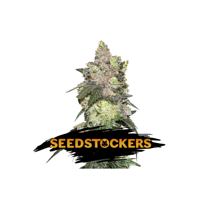 GIRL SCOUT COOKIES SeedStockers - Sativagrowshop.com