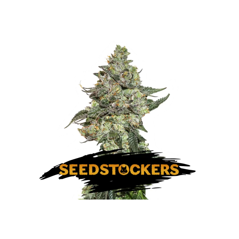 GIRL SCOUT COOKIES AUTO SeedStockers - Sativagrowshop.com