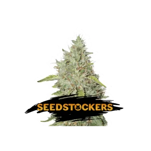 NORTHERN LIGHTS SeedStockers - Sativagrowshop.com
